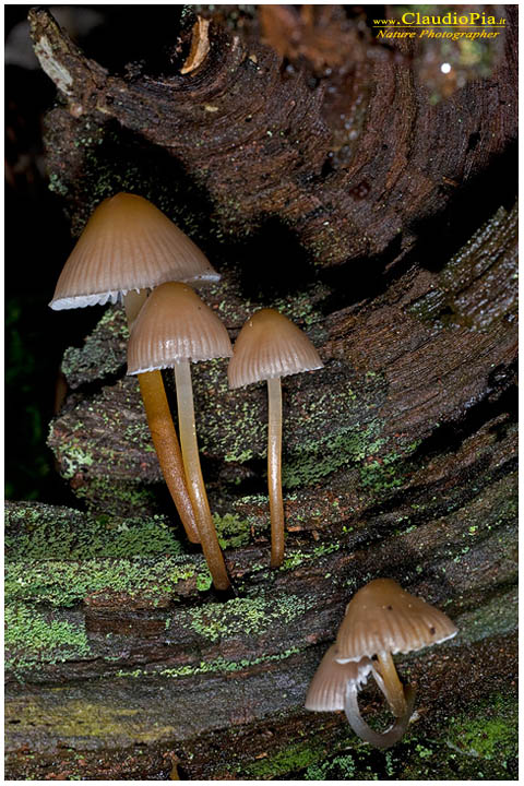 Mycena inclinata, fungo, miniera, val graveglia